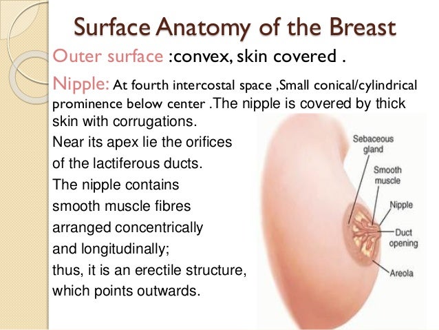 fibers in breasts Naked gun 33 and